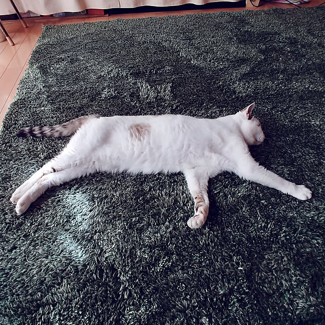 choku3さんの実例写真