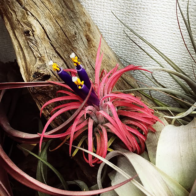 S-Tillandsiaさんの実例写真