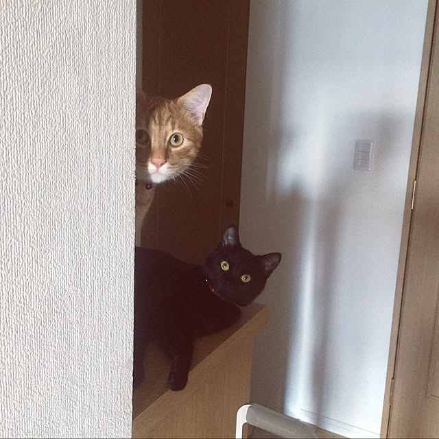 sunny_plantsさんの実例写真