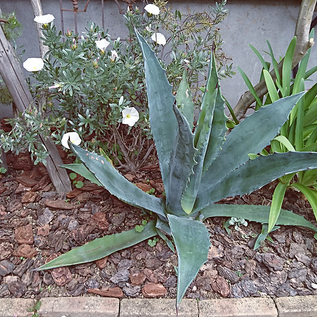 natuさんの実例写真