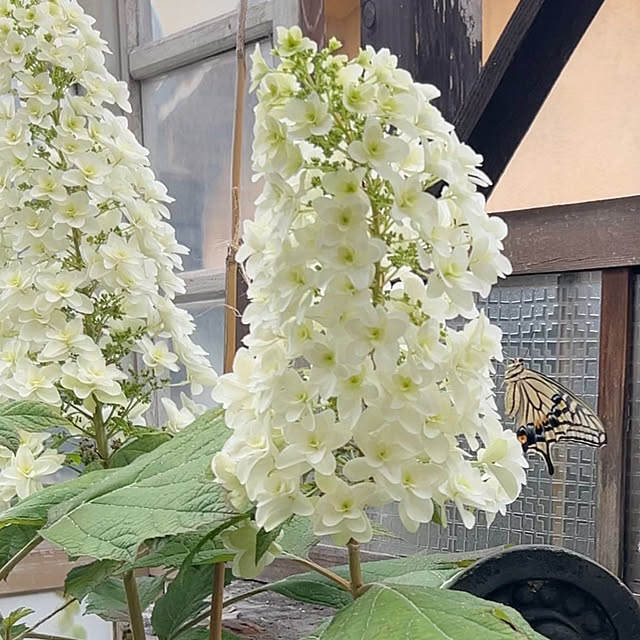 ˚✧₊⁎柏葉紫陽花⁎⁺˳✧༚/3枚投稿です ᐕ)ﾉ/心地よい暮らし/コメントお気遣いなく(⁎ᴗ͈ˬᴗ͈⁎)のインテリア実例 - 2025-06-08 22:46:37