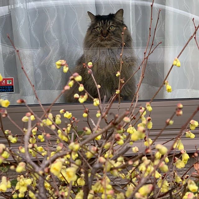 yukarin-gardenさんの実例写真