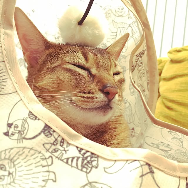 sakineko528さんの実例写真