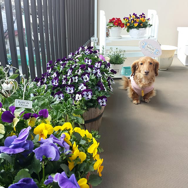 sumireさんの実例写真