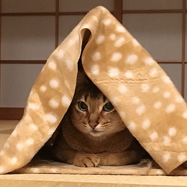 sakineko528さんの実例写真