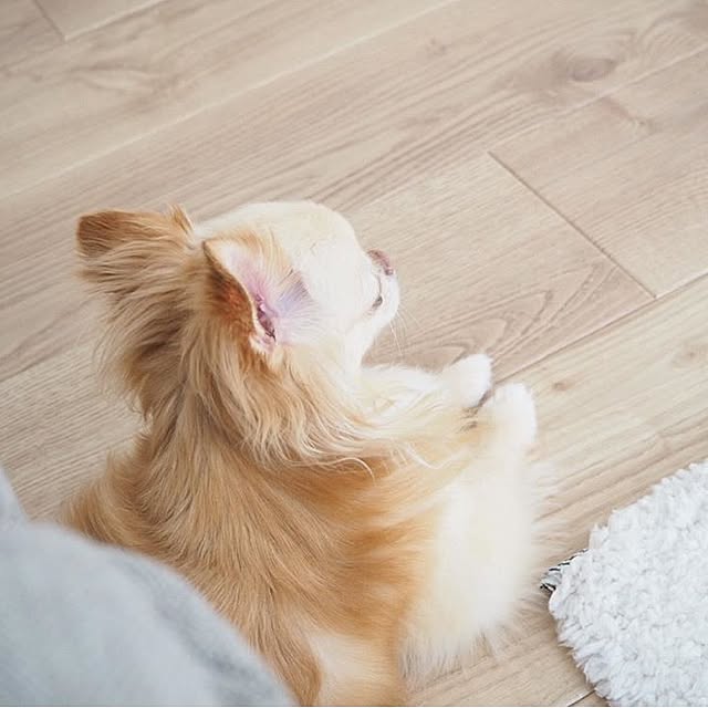 mariさんの実例写真