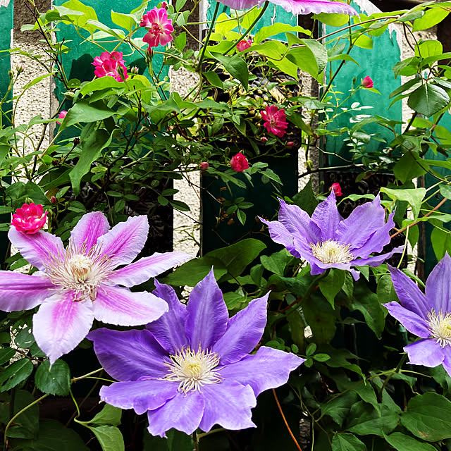 akkoさんの部屋