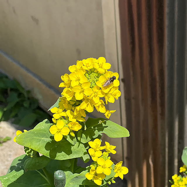 sakakenさんの実例写真
