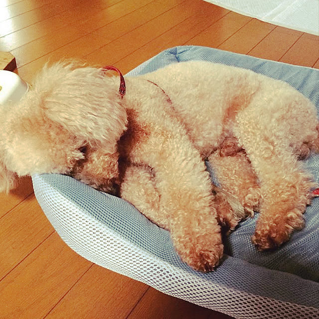 nishiさんの実例写真