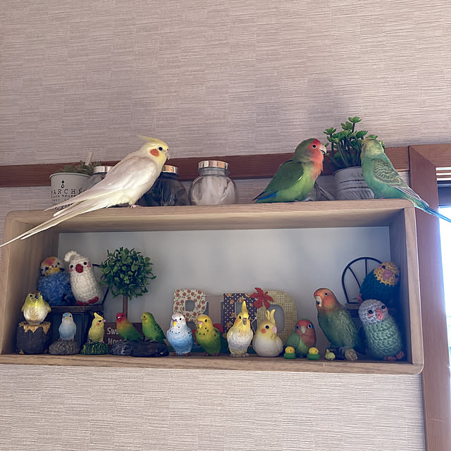 toratanさんの実例写真