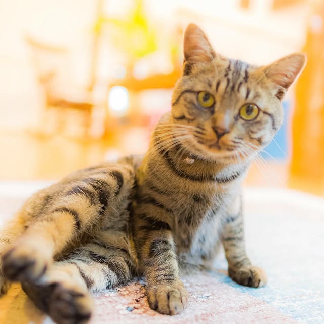 kojyuさんの実例写真