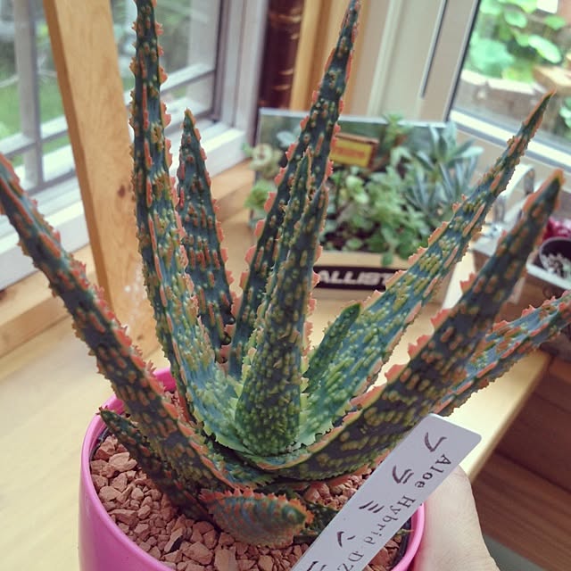 Peroさんの実例写真