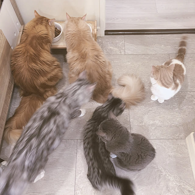 ch172さんの実例写真