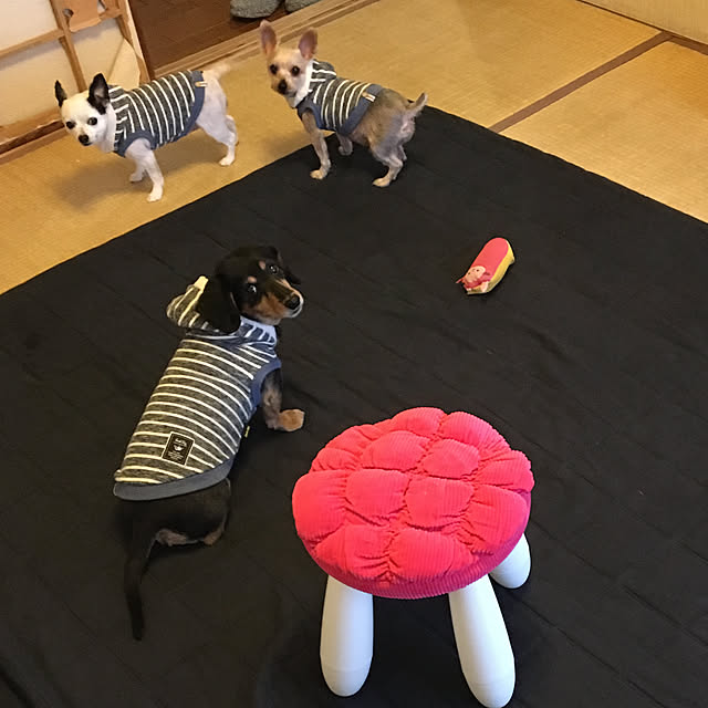 ohanaさんの実例写真