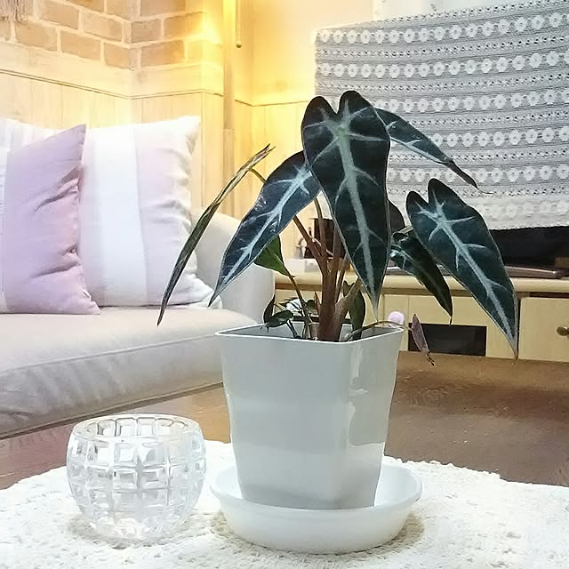 naopyiさんの実例写真