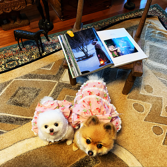 実例写真