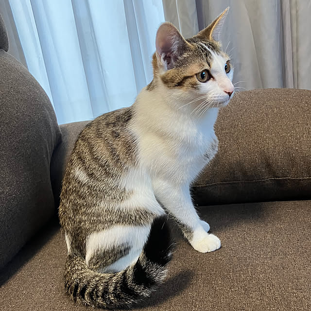 ha_koさんの実例写真