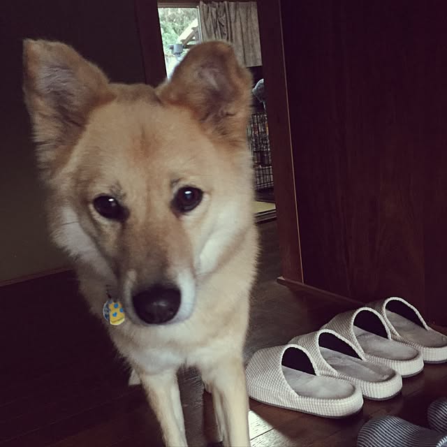 torihanaさんの実例写真
