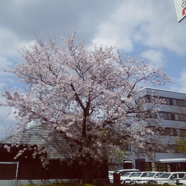 実例写真