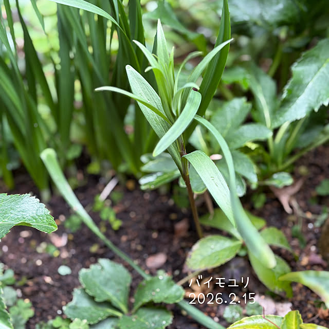 buchiさんの部屋