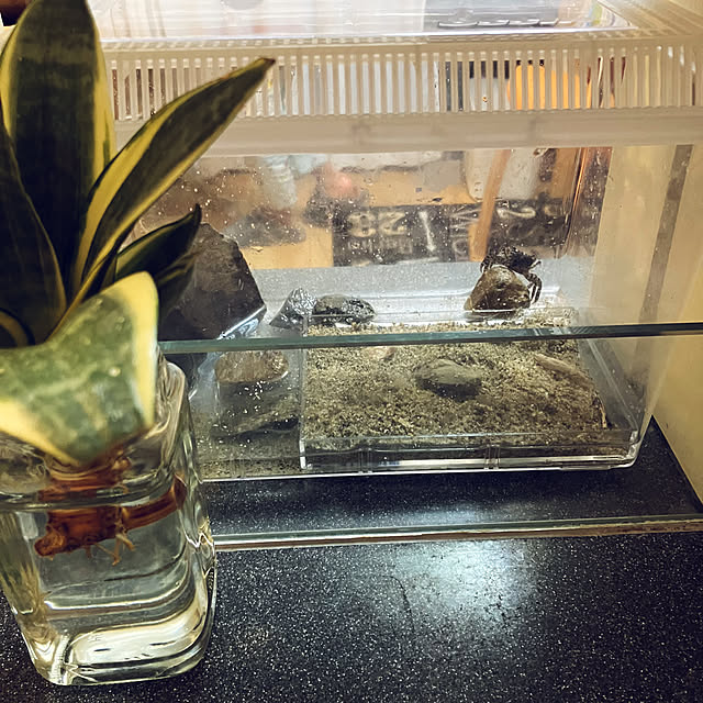koshiregutyoさんの実例写真