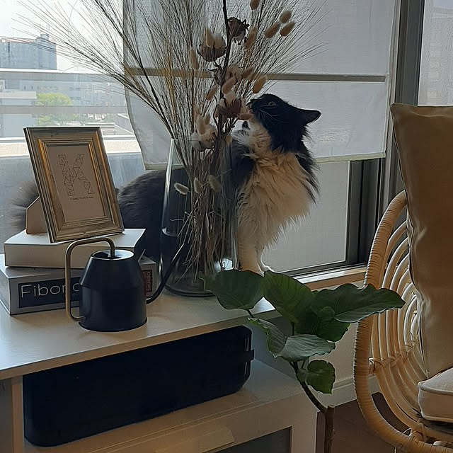 curatohimyさんの実例写真