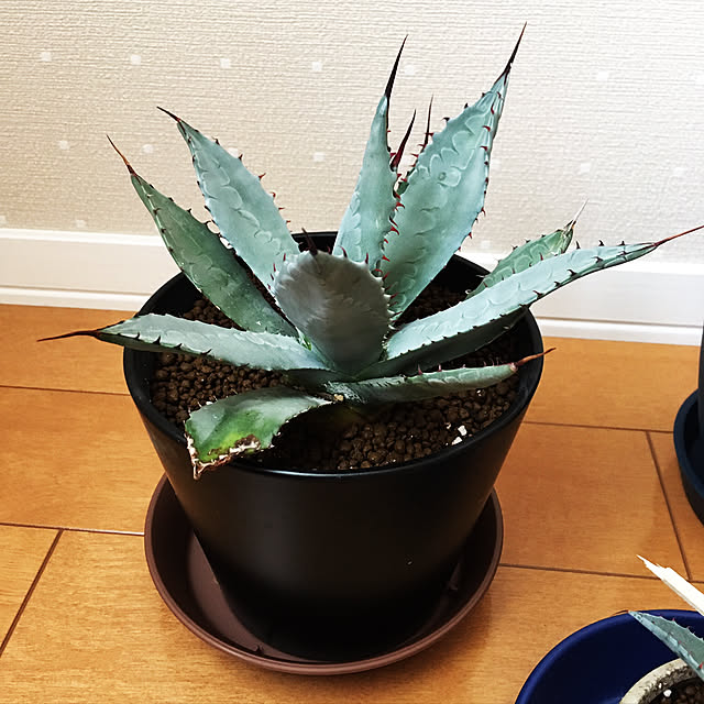 T..K..Y..さんの実例写真
