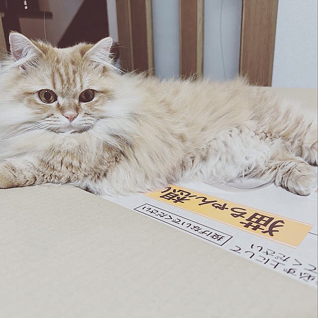 HULAさんの実例写真