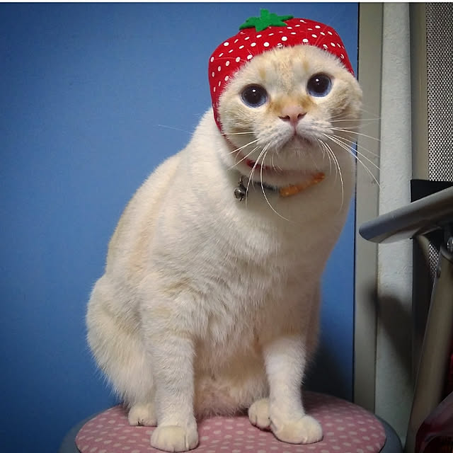 mntcさんの実例写真