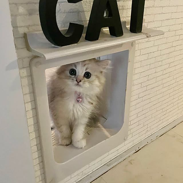 mya___kさんの実例写真