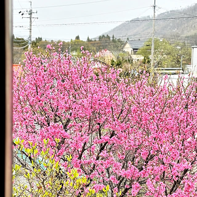 naho81078さんの実例写真