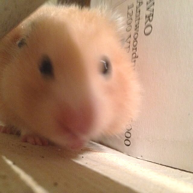 kimuさんの実例写真