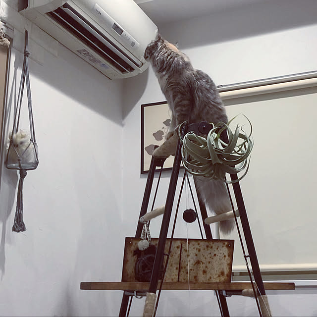 mayumiさんの実例写真