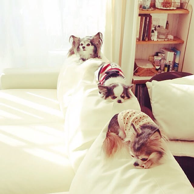 chinayon8さんの実例写真