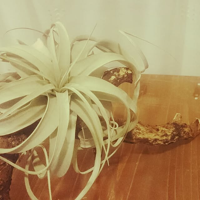cocoroさんの実例写真