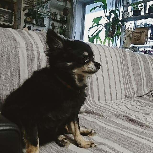 okameさんの実例写真