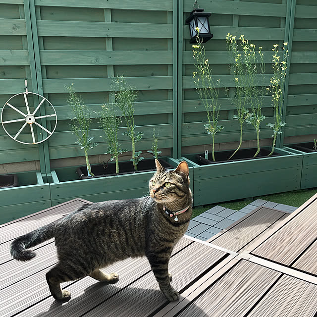 ウッドフェンス/ブロッコリーの花/縁側ウッドデッキ/ねこのいる日常/ねこと暮らす...などのインテリア実例 - 2020-05-04 14:33:00