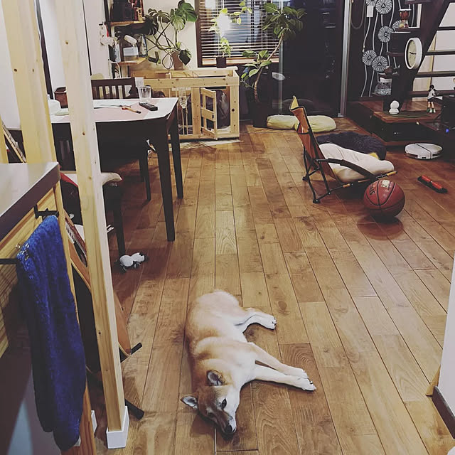 haekaelさんの実例写真