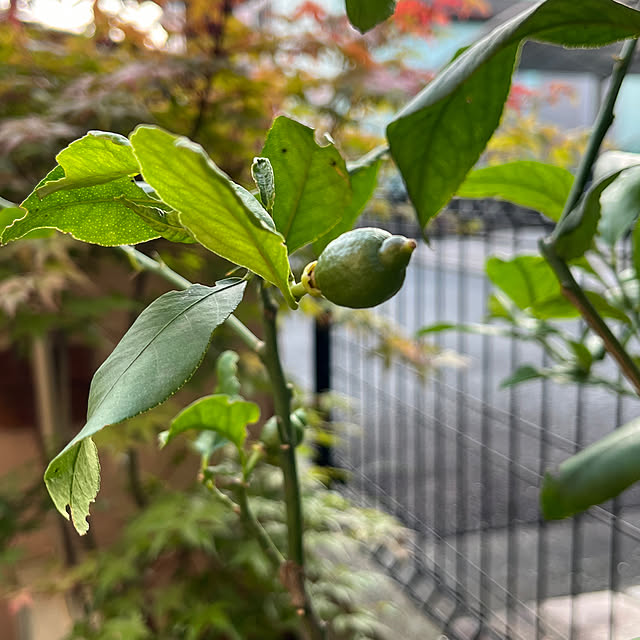 mimiさんの実例写真