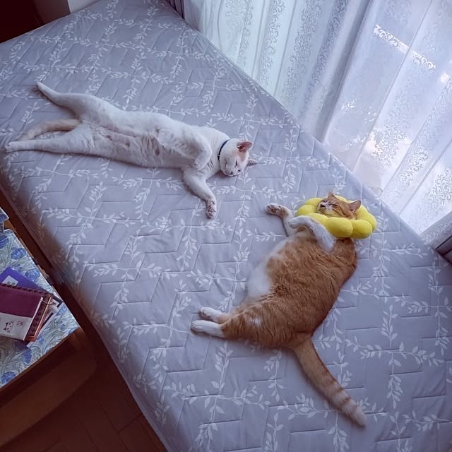 NOAHさんの部屋