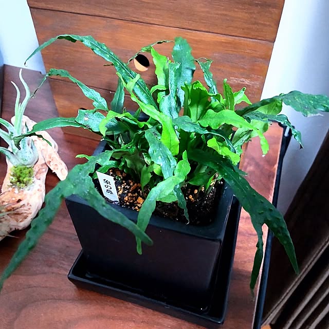 NSDさんの実例写真