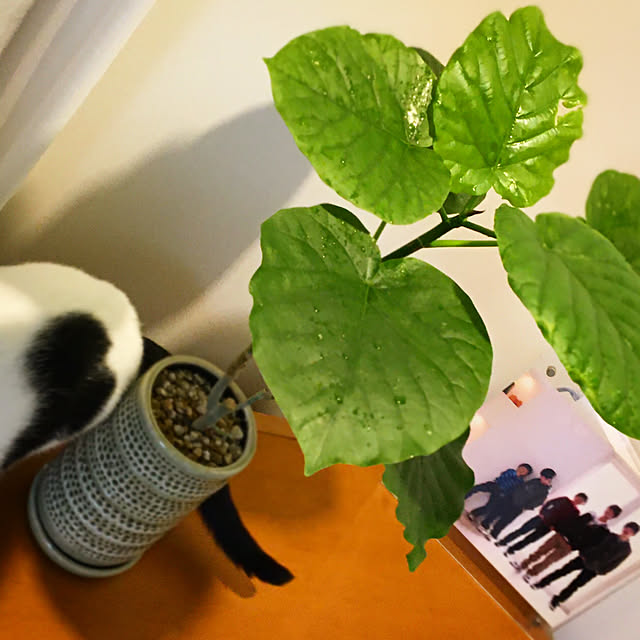 nobikoさんの実例写真