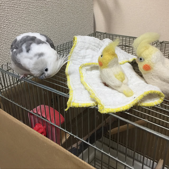 Sarahさんの実例写真