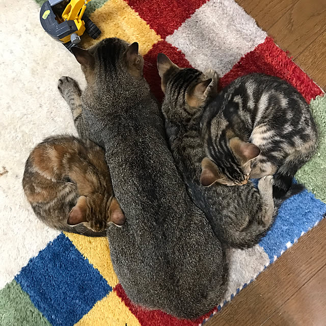 pepeさんの実例写真