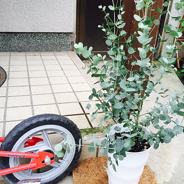 cheeze-cakeさんの実例写真