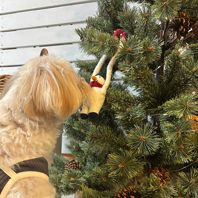 chachamamaさんの部屋