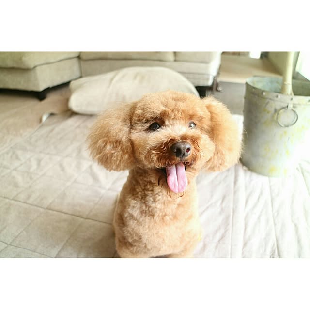 marronさんの実例写真