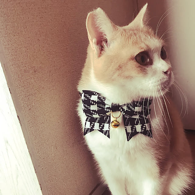 kou-kitiさんの実例写真