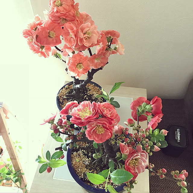 nanaanさんの実例写真