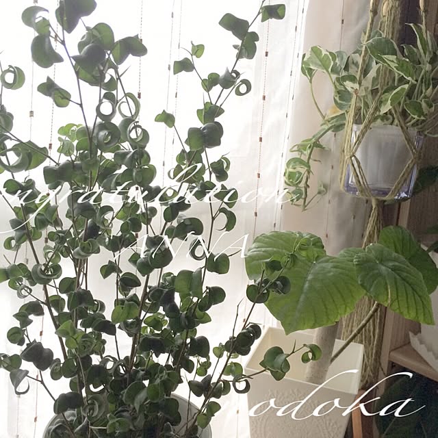 nodokaさんの実例写真